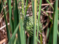 Black-headed Weaver nest, Algarve, Portugal, May 2019