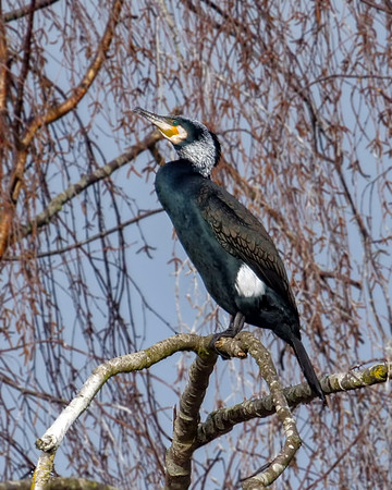 Great Cormorant - Phalacrocorax carbo, Worcestershire, February 2019
