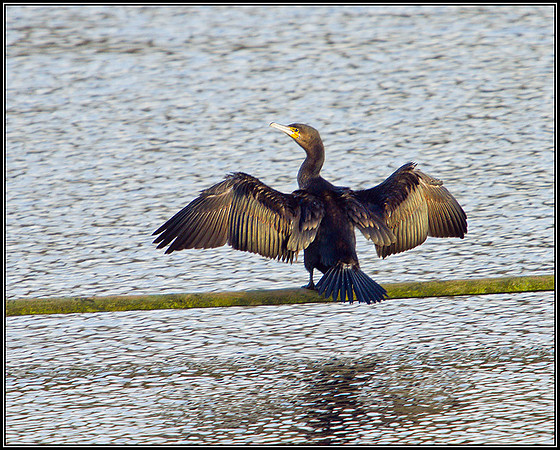 Cormorant, Upton Warren Moors, January 2011