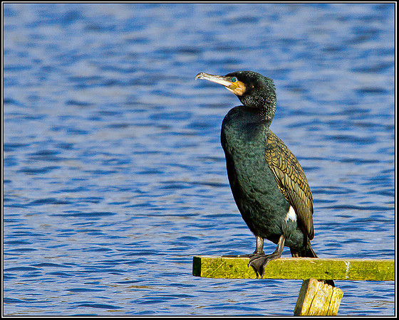 Cormorant, Upton Warren Moors, 10 March 2012