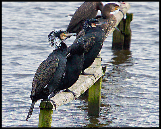Cormorants, Upton Warren Moors, February 2011