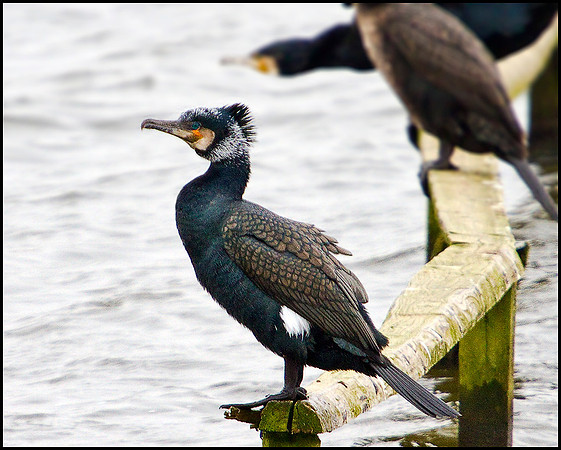 Cormorant, Upton Warren Moors, 08 February 2010