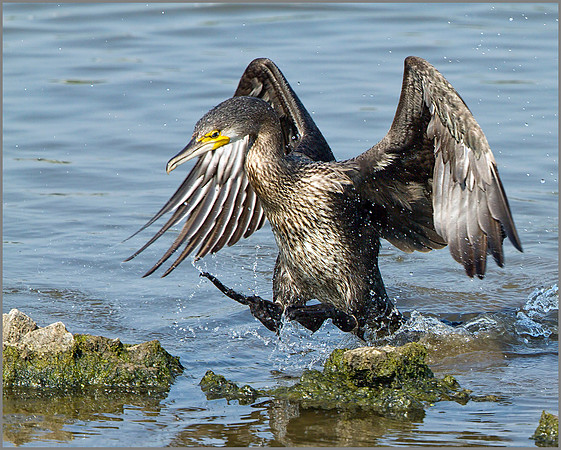 Juvenile Cormorant (Phalacrocorax carbo), Upton Warren NR, July 2014