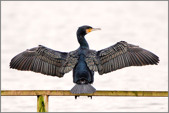 Cormorant (Phalacrocrax carbo), Upton Warren NR, January 2016