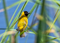Black-headed Weaver - Ploceus melanocephalus, Algarve, Portugal, May 2019
