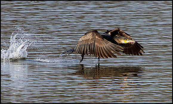 Cormorant, Upton Warren Moors, 05 February 2010