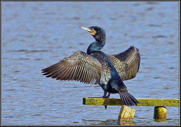 Cormorant, Upton Warren Moors, 10 March 2012