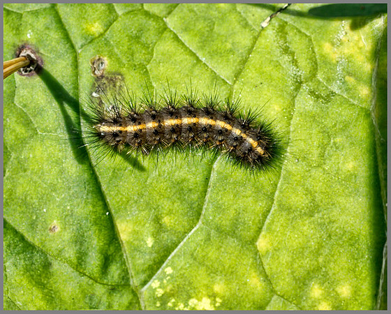 White Ermine (Spilosoma lubricipeda), Caterpillar, Chaddesley Wood, 03 October 2013