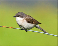Lesser Whitethroat, Upton Warren Flashes, 15 May 2009