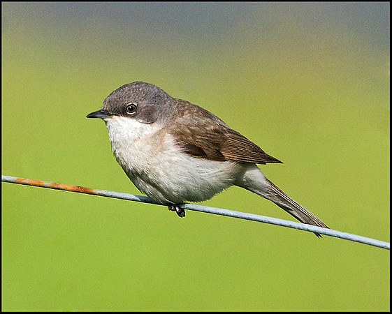 Lesser Whitethroat, Upton Warren Flashes, 15 May 2009