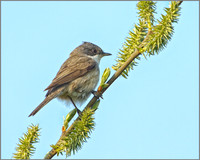 Lesser Whitethroat, Upton Warren, 19 April 2010