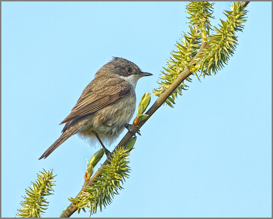 Lesser Whitethroat, Upton Warren, 19 April 2010