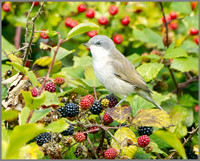 Juvenile Lesser Whitethroat (Sylvia curruca), Upton Warren NR, September 2014