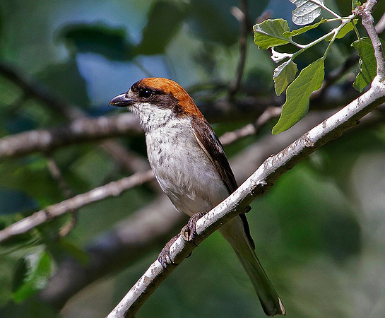 Woodchat Shrike, Mallorca, May 2010
