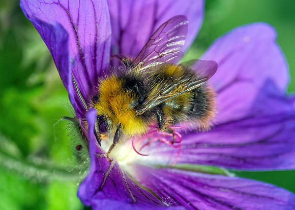 Early Bumblebee - Bombus Pratorum, Garden, May 2020