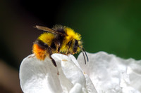 Early Bumblebee