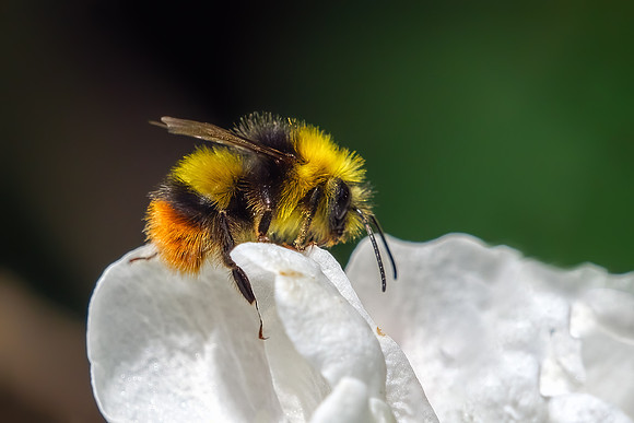 Early Bumblebee - Bombus pratorum, Garden,  May 2021