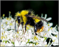 Early Bumblebee (Bombus pratorum), Monk Wood, 18 June 2013