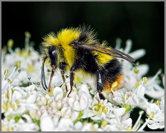Early Bumblebee (Bombus pratorum), Monk Wood, 18 June 2013