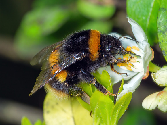 Buff-tailed Bumblebee - Bombus terrestris, Garden, April 2020