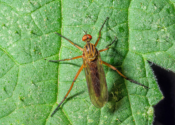 Dance Fly - Genus Empis, Chaddesley Wood, June 2020