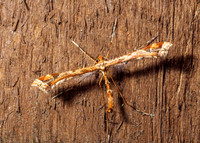 Beautiful Plume - Amblyptilia acanthadactyla, Garden, June 2021