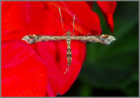Plume Moth (Amblyptilia acanthadactyla), Garden, July 2013