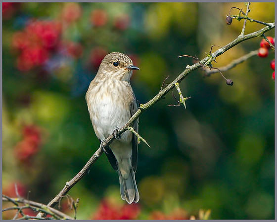 Spotted Flycatcher (Muscicapa striata), Upton Warren, September 2014