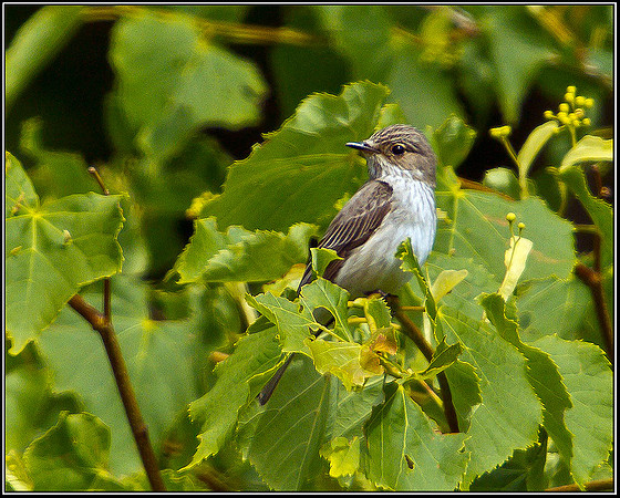 Spotted Flycatcher, Worcestershire, 17 June 2011