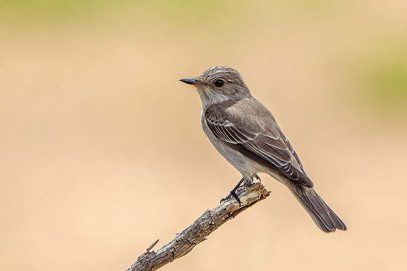 Spotted Flycatcher - Muscicapa striata, Mallorca
