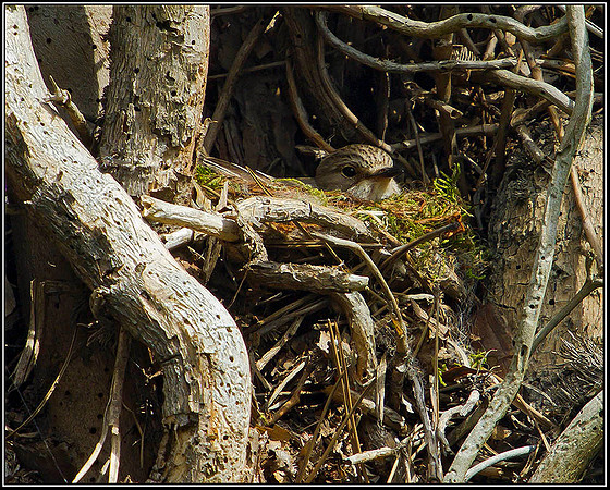 Spotted Flycatcher, Worcestershire, 17 June 2011