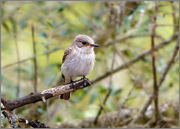 Balearic Spotted Flycatcher (Muscicapa striata balearica), Mallorca, May 2016
