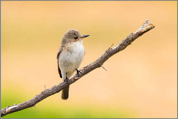 Balearic Spotted Flycatcher - Muscicapa striata balearica, Mallorca, May 2017