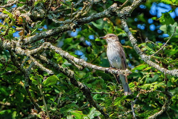Spotted Flycatcher - Muscicapa striata, Worcestershire, July 2021