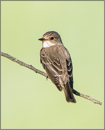 Spotted Flycatcher (Muscicapa striata), Mallorca, May 2015