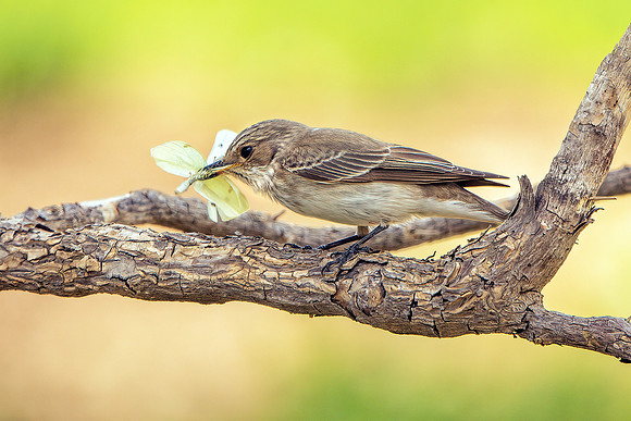 Spotted Flycatcher - Muscicapa striata, Mallorca, May 2017