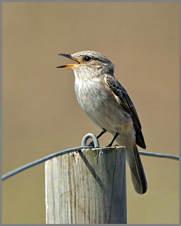 Balearic Spotted Flycatcher (Muscicapa striata balearica), Mallorca, May 2014