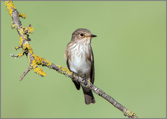 Spotted Flycatcher (Muscicapa striata), Mallorca, May 2015