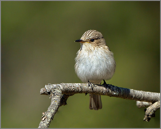 Balearic Spotted Flycatcher (Muscicapa striata balearica), Mallorca, May 2014