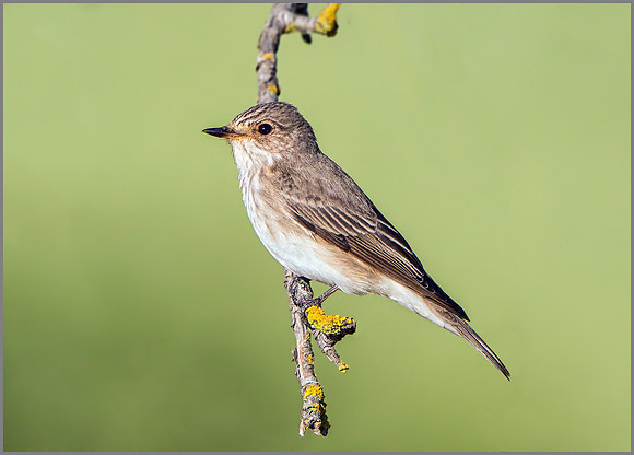 Spotted Flycatcher (Muscicapa striata), Mallorca, May 2015