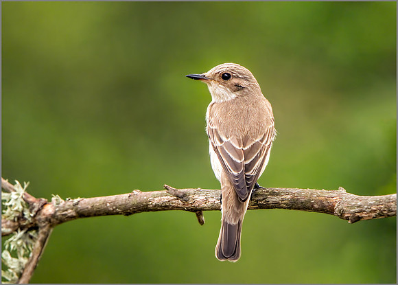 Balearic Spotted Flycatcher - Muscicapa striata balearica, Mallorca, May 2017
