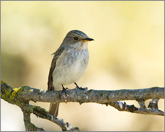 Spotted Flycatcher (Muscicapa striata), Mallorca, May 2014