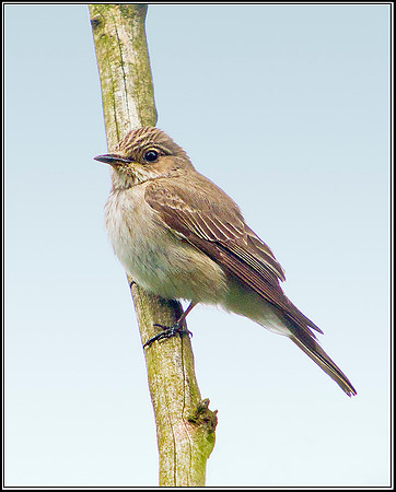 Spotted Flycatcher, Worcestershire, 23 June 2011