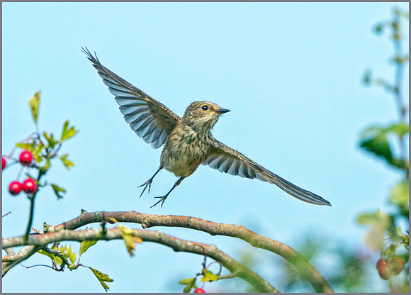 Spotted Flycatcher (Muscicapa striata), Upton Warren, September 2014