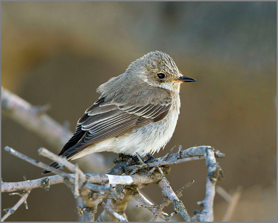 Balearic Spotted Flycatcher (Muscicapa striata balearica), Mallorca, May 2014