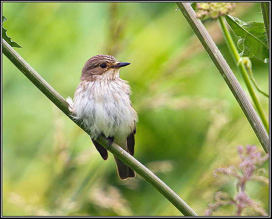 Spotted Flycatcher, Worcestershire, 13 June 2011