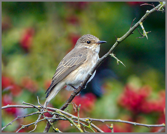 Spotted Flycatcher (Muscicapa striata), Upton Warren, September 2014