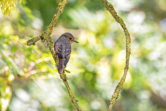 Spotted Flycatcher - Muscicapa striata, Worcestershire, July 2018.