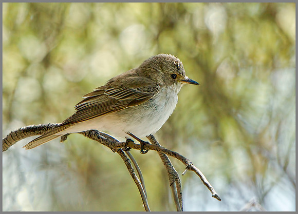 Balearic Spotted Flycatcher (Muscicapa striata balearica), Mallorca, May 2014