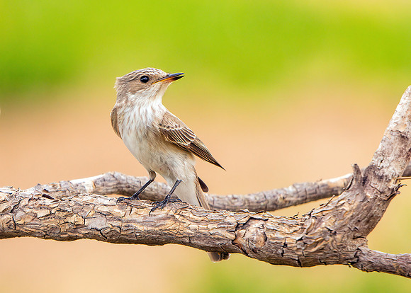 Spotted Flycatcher - Muscicapa striata, Mallorca, May 2017
